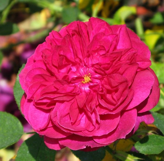  photo DarceyBussellatSJmunigardIMG_1255_zps0a06577a.jpg